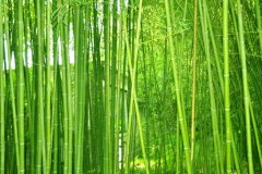 植物株高要如何測量？